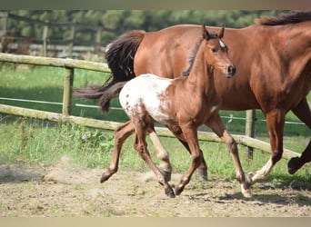 Knabstrup, Stallion, Foal (06/2025), 16.1 hh, Leopard-Piebald Knabstrup, Stallion, Foal (06/2025), 16.1 hh, Leopard-Piebald