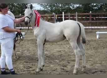 Knabstrup, Stallion, Foal (05/2026), 16 hh