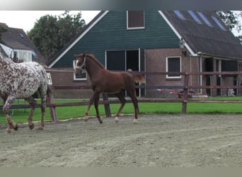 Knabstrup, Stallion, Foal (05/2024), 16 hh, Chestnut-Red