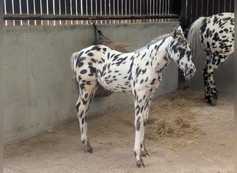 Knabstrup, Stallion, , 16 hh, Leopard-Piebald