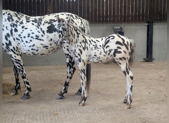 Knabstrup, Stallion, , 16 hh, Leopard-Piebald