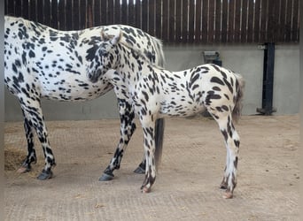 Knabstrup, Stallion, , 16 hh, Leopard-Piebald