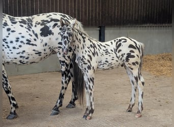 Knabstrup, Stallion, , 16 hh, Leopard-Piebald