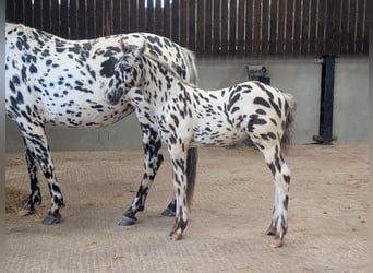 Knabstrup, Stallion, , 16 hh, Leopard-Piebald