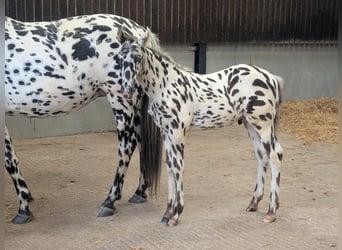 Knabstrup, Stallion, , 16 hh, Leopard-Piebald