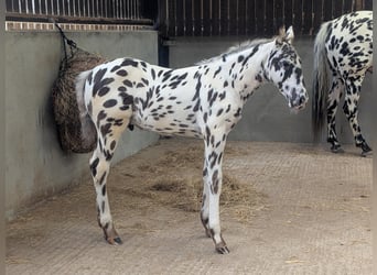 Knabstrup, Stallion, , 16 hh, Leopard-Piebald