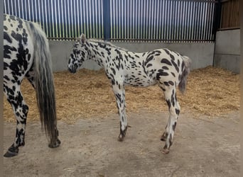 Knabstrup, Stallion, , 16 hh, Leopard-Piebald