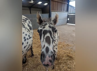 Knabstrup, Stallion, , 16 hh, Leopard-Piebald