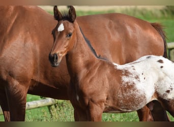 Knabstrup, Stallion, Foal (06/2025), 16,1 hh, Leopard-Piebald