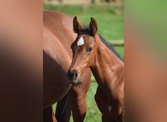 Knabstrup, Stallion, Foal (06/2025), 16,1 hh, Leopard-Piebald