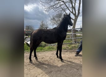 Knabstrup Mix, Stallion, Foal (01/2026)