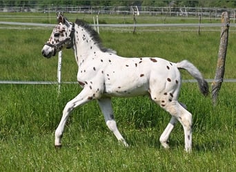 Knabstrup, Stallion, Foal (05/2023), Leopard-Piebald