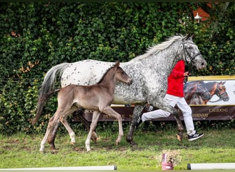 Knabstrup, Stallion, , Leopard-Piebald