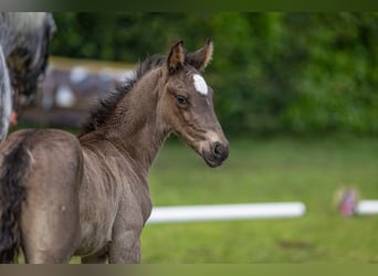 Knabstrup, Stallion, , Leopard-Piebald