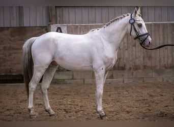Knabstrup, Stallion, 3 years, 13.2 hh, Leopard-Piebald