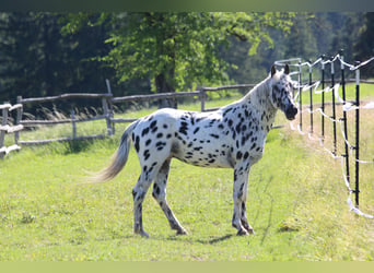 Knabstrup, Stallion, 3 years, 15.1 hh, Leopard-Piebald