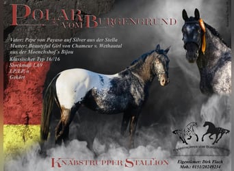 Knabstrup, Stallion, 4 years, 16,2 hh, Leopard-Piebald