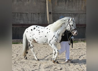 Knabstrup, Stallion, 15 years, 13.2 hh, Leopard-Piebald