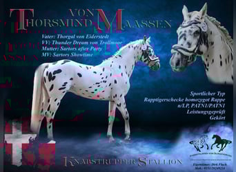 Knabstrup, Stallion, 5 years, 15,2 hh, Leopard-Piebald