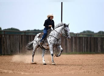 Knabstrup, Wałach, 10 lat, 163 cm