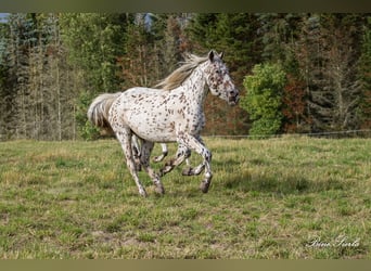 Knabstrup, Wałach, 11 lat, 158 cm, Tarantowata