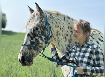 Knabstrup, Wałach, 12 lat, 160 cm, Tarantowata