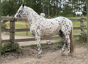 Knabstrup, Wałach, 12 lat, 160 cm, Tarantowata