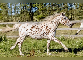 Knabstrup, Wałach, 3 lat, 154 cm, Tarantowata