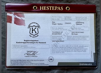 Knabstrup, Wałach, 3 lat, 155 cm, Tarantowata