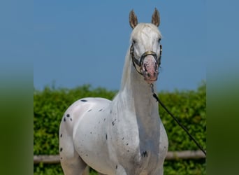 Knabstrup Mix, Wałach, 3 lat, 158 cm, Tarantowata