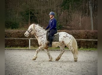 Knabstrup Mix, Wałach, 4 lat, 153 cm, Tarantowata