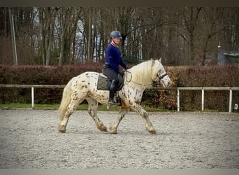 Knabstrup Mix, Wałach, 4 lat, 153 cm, Tarantowata