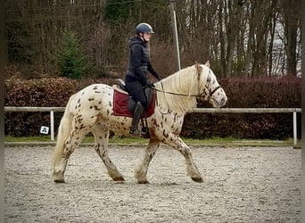 Knabstrup Mix, Wałach, 4 lat, 153 cm, Tarantowata