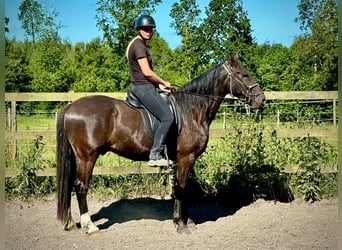 Knabstrup, Wałach, 4 lat, 155 cm, Gniada
