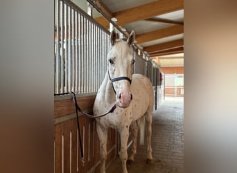 Knabstrup, Wałach, 4 lat, 160 cm, Tarantowata
