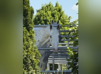 Knabstrup, Wałach, 4 lat, 160 cm, Tarantowata