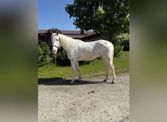 Knabstrup, Wałach, 4 lat, 160 cm, Tarantowata