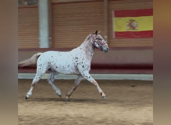 Knabstrup, Wałach, 4 lat, 160 cm, Tarantowata
