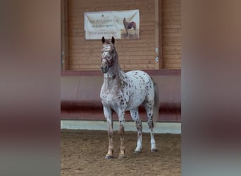 Knabstrup, Wałach, 4 lat, 160 cm, Tarantowata