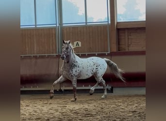 Knabstrup, Wałach, 4 lat, 160 cm, Tarantowata