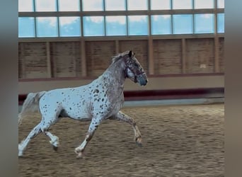 Knabstrup, Wałach, 4 lat, 160 cm, Tarantowata