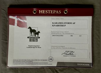 Knabstrup, Wałach, 4 lat, 163 cm, Tarantowata