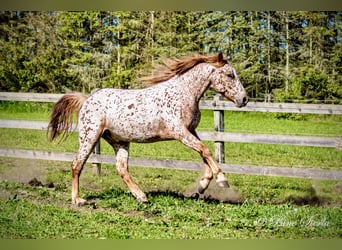 Knabstrup, Wałach, 5 lat, 158 cm, Tarantowata