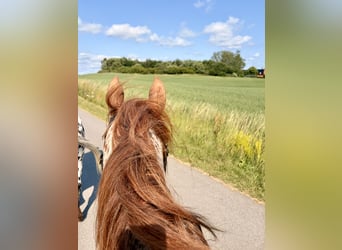 Knabstrup, Wałach, 6 lat, 160 cm, Tarantowata