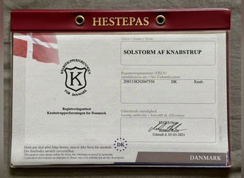 Knabstrup, Wałach, 6 lat, 160 cm, Tarantowata
