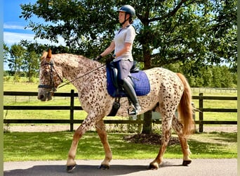 Knabstrup, Wałach, 6 lat, 160 cm, Tarantowata