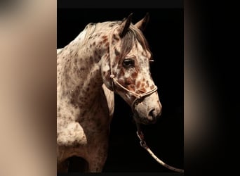 Knabstrupper, Caballo castrado, 10 años, 150 cm, Atigrado/Moteado