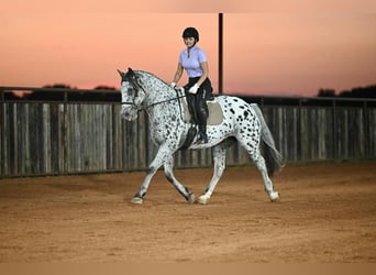 Knabstrupper, Caballo castrado, 10 años, 163 cm