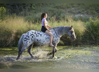 Knabstrupper, Caballo castrado, 10 años, 163 cm