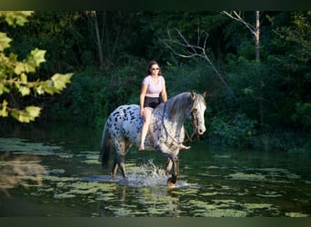 Knabstrupper, Caballo castrado, 10 años, 163 cm